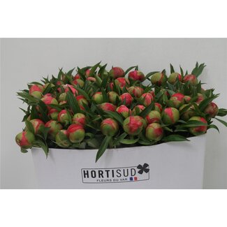 Freshy Paeonia Pioenroos L “Coral Charm XL” | Kleur: Roze | Lengte ± 70 centimeter | Per 20 verse bloemen