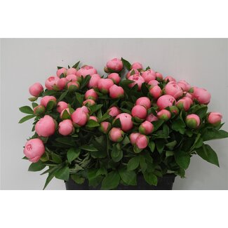 Freshy Paeonia Pioenroos L “Etched Salmon” | Kleur: Zalm | Lengte ± 55 centimeter | Per 20 verse bloemen