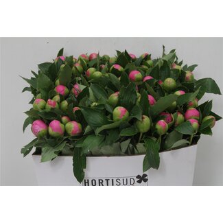 Freshy Paeonia Pioenroos L “Jules Elie” | Kleur: Paars | Lengte ± 55 centimeter | Per 20 verse bloemen