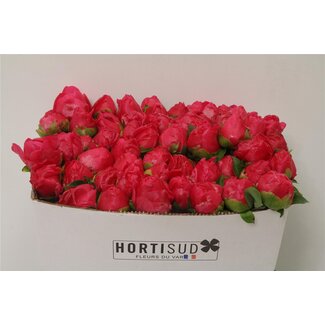 Freshy Paeonia Pioenroos L “Paula Fay” | Kleur: Roze | Lengte ± 40 centimeter | Per 20 verse bloemen