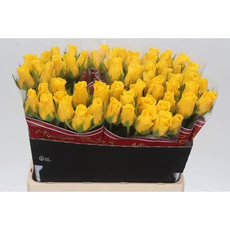 Freshy Grootbloemige Roos “Momentum” | Kleur: Geel | Lengte ± 60 centimeter | Per 20 verse bloemen