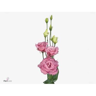 Freshy Eustoma Lisianthus Gevuld “Alissa Rose Pink” | Kleur: Roze | Lengte ± 70 centimeter | Per 10 stelen verse bloemen