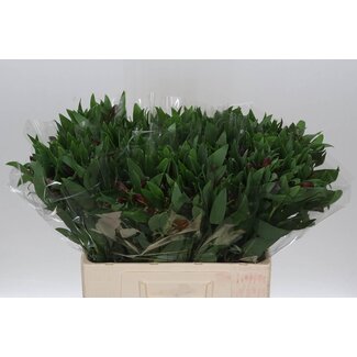 Freshy Korte Alstroemeria “Rockstar” | Kleur: Rood | Lengte ± 60 centimeter | Per 20 stelen verse bloemen