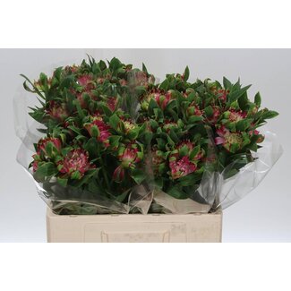 Freshy Korte Alstroemeria “Sofiena” | Kleur: Roze | Lengte ± 60 centimeter | Per 20 stelen verse bloemen