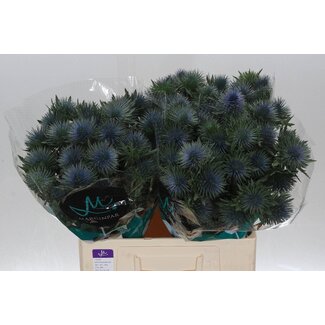 Freshy Eryngium Magnetar Qstar