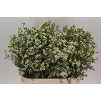 Freshy Chamelaucium Un Ofir