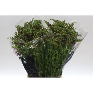 Freshy Freesia dubbel Expression