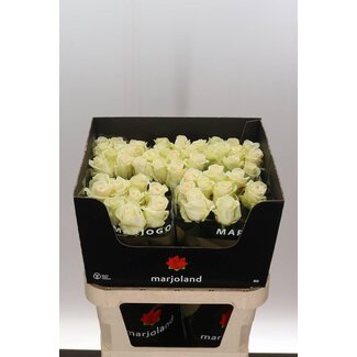Freshy Grootbloemige Roos “Dolomiti” | Kleur: Wit | Lengte ± 80 centimeter | Per 10 verse bloemen