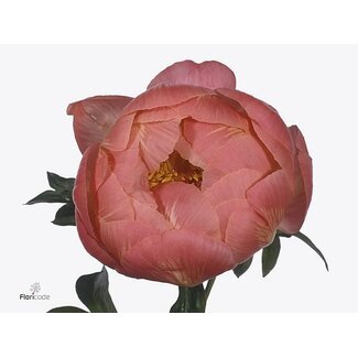 Freshy Paeonia Coral Charm