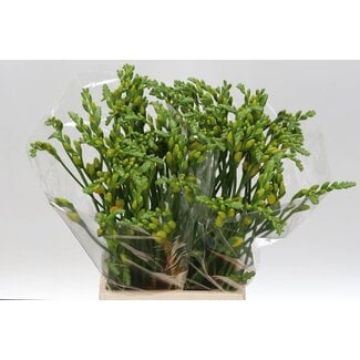 Freshy Freesia dubbel Soleil