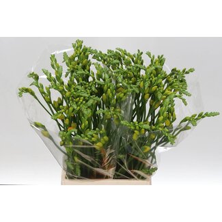 Freshy Freesia Dubbelbloemig “Soleil” | Kleur: Geel | Lengte ± 56 centimeter | Per 50 stelen verse bloemen