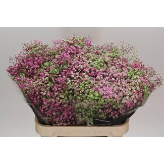 Freshy Gypsophila Gipskruid Kleurbehandeld “Disco Las Vegas” | Kleur: Gemengde Kleuren | Lengte ± 80 centimeter | Per 25 stelen verse bloemen