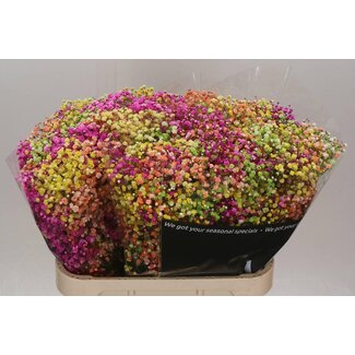 Freshy Gypsophila Gipskruid Kleurbehandeld “Lovely Rainbow” | Kleur: Gemengde Kleuren | Lengte ± 80 centimeter | Per 25 stelen verse bloemen