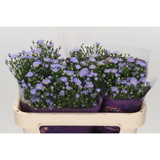 Freshy Aster Cassandra
