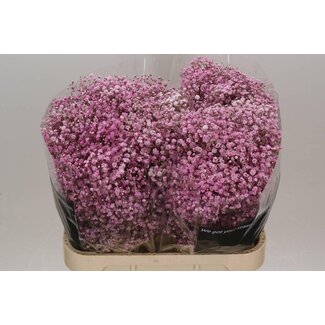 Freshy Gypsophila Gipskruid Kleurbehandeld “Antiek Pink” | Kleur: Roze | Lengte ± 80 centimeter | Per 25 stelen verse bloemen