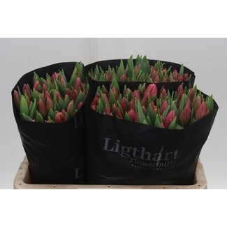 Freshy Tulp enkel Ivory Queen