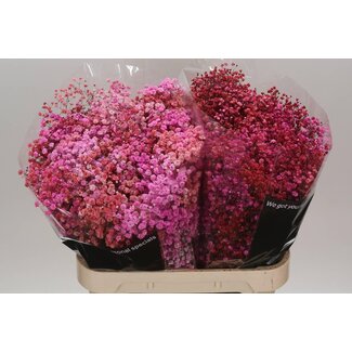 Freshy Gyps Kleurbehandeld Disco Parijs