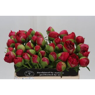 Freshy Paeonia Pioenroos “Performance” | Kleur: Roze | Lengte ± 55 centimeter | Per 10 verse bloemen