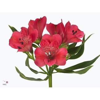 Freshy Alstroemeria Rome