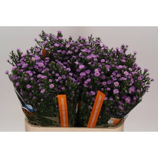 Freshy Aster “Painted Lady” | Kleur: Paars | Lengte ± 80 centimeter | Per 25 stelen verse bloemen