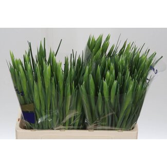 Freshy Iris “Apollo” | Kleur: Geel | Lengte ± 64 centimeter | Per 50 stelen verse bloemen