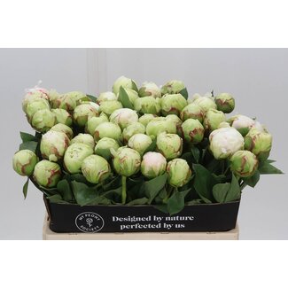 Freshy Paeonia Pioenroos L “Ivory Victory” | Kleur: Wit | Lengte ± 55 centimeter | Per 10 verse bloemen