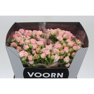 Freshy Hollandse Trosroos “Aerobic” | Kleur: Roze | Lengte ± 60 centimeter | Per 10 verse bloemen