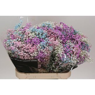 Freshy Gyps Kleurbehandeld Disco Barbie