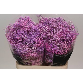 Freshy Gypsophila Gipskruid Kleurbehandeld “Disco Lovely Pink” | Kleur: Gemengde Kleuren | Lengte ± 80 centimeter | Per 25 stelen verse bloemen