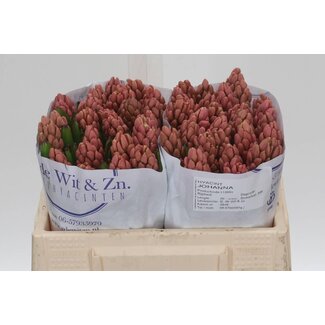 Freshy Hyacinth Johanna