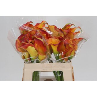 Freshy Zantedeschia Calla “Callista” | Kleur: Oranje | Lengte ± 55 centimeter | Per 10 verse bloemen