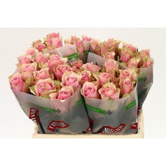 Freshy Grootbloemige Roos “Athena Royale” | Kleur: Roze | Lengte ± 40 centimeter | Per 20 verse bloemen