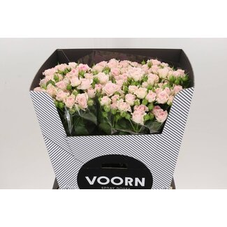 Freshy Hollandse Trosroos “Aerobic” | Kleur: Roze | Lengte ± 70 centimeter | Per 10 verse bloemen