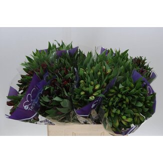 Freshy Alst.kort Gem In Fust Import Ex