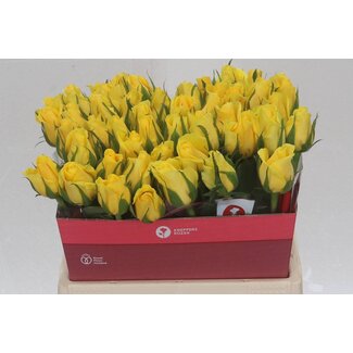 Freshy Grootbloemige Roos “Moonwalk” | Kleur: Geel | Lengte ± 40 centimeter | Per 20 verse bloemen
