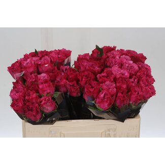 Freshy Rosa Country Blues