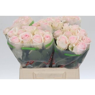 Freshy Grootbloemige Roos “Revival Sweet” | Kleur: Roze | Lengte ± 40 centimeter | Per 20 verse bloemen