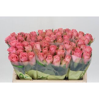 Freshy Grootbloemige Roos “Hermosa” | Kleur: Roze | Lengte ± 50 centimeter | Per 10 verse bloemen