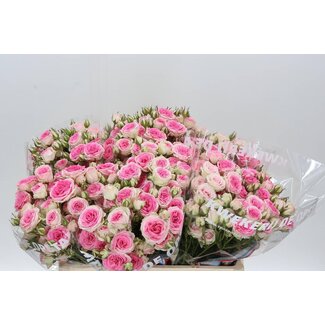 Freshy Hollandse Trosroos “Mimi Eden” | Kleur: Roze | Lengte ± 55 centimeter | Per 10 verse bloemen