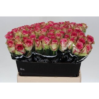 Freshy Grootbloemige Roos “Monique” | Kleur: Roze | Lengte ± 60 centimeter | Per 20 verse bloemen