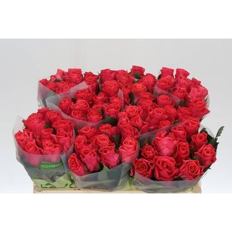 Freshy Grootbloemige Roos “Pink Tacazzi” | Kleur: Roze | Lengte ± 50 centimeter | Per 20 verse bloemen