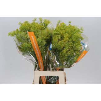 Freshy Anethum Graveolens