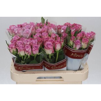 Freshy Grootbloemige Roos “Thriller” | Kleur: Paars | Lengte ± 60 centimeter | Per 20 verse bloemen