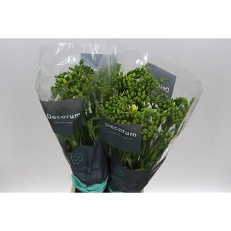 Freshy Freesia dubbel Marseille Extra