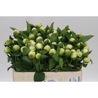 Freshy Paeonia Pioenroos L “Bridal Shower” | Kleur: Wit | Lengte ± 50 centimeter | Per 10 verse bloemen