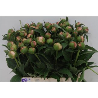 Freshy Paeonia Pioenroos L “Alertie” | Kleur: Paars | Lengte ± 40 centimeter | Per 20 verse bloemen