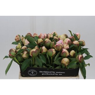 Freshy Paeonia Fairy Petticoat