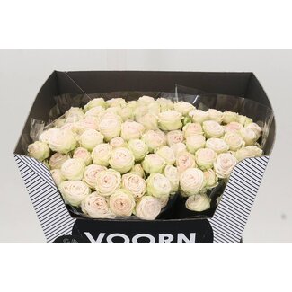 Freshy Hollandse Trosroos “Galina” | Kleur: Wit | Lengte ± 60 centimeter | Per 10 verse bloemen