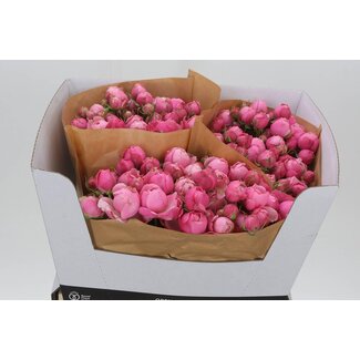 Freshy R tros Silva Pink