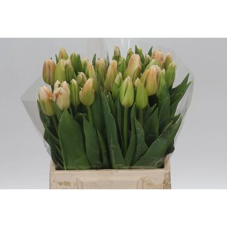 Freshy Tulp enkel Darwin (van Buiten)